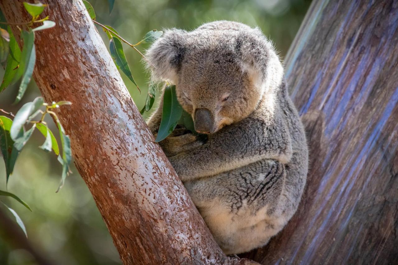 Port Stephens Koala Sanctuary Hotel One Mile Exterior photo
