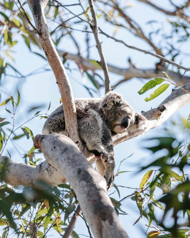 Port Stephens Koala Sanctuary Hotel One Mile Exterior photo